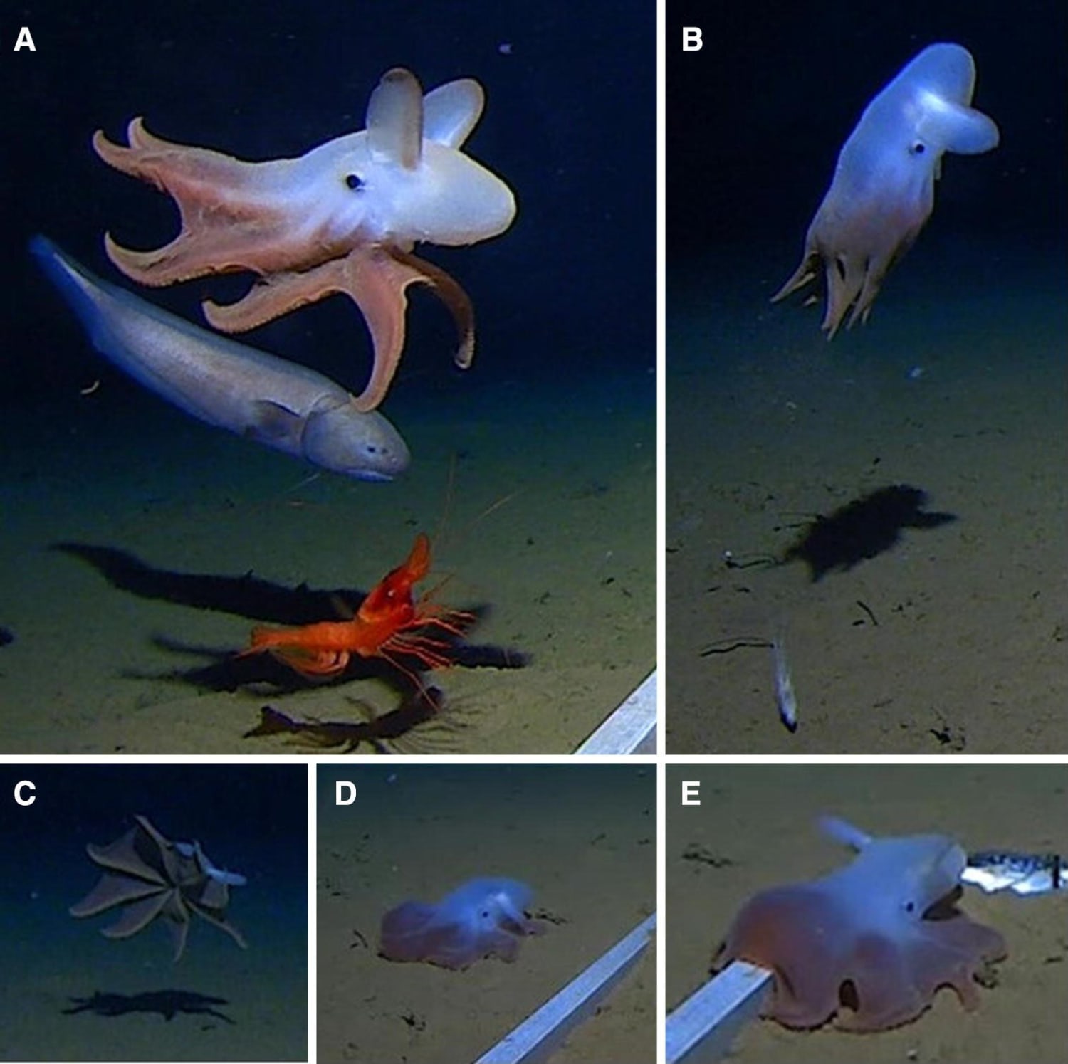 Footage captured of cephalopod at deepest ocean level ever observed