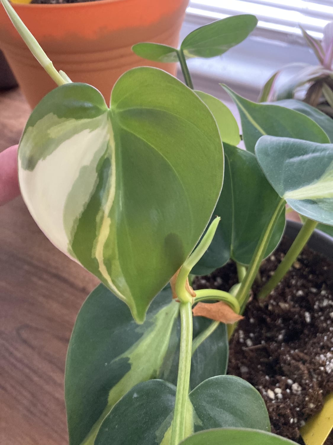 My Philodendron Brazil just put out this gorgeous leaf with white variegation just on one half of the leaf— none of the other leaves look like this!