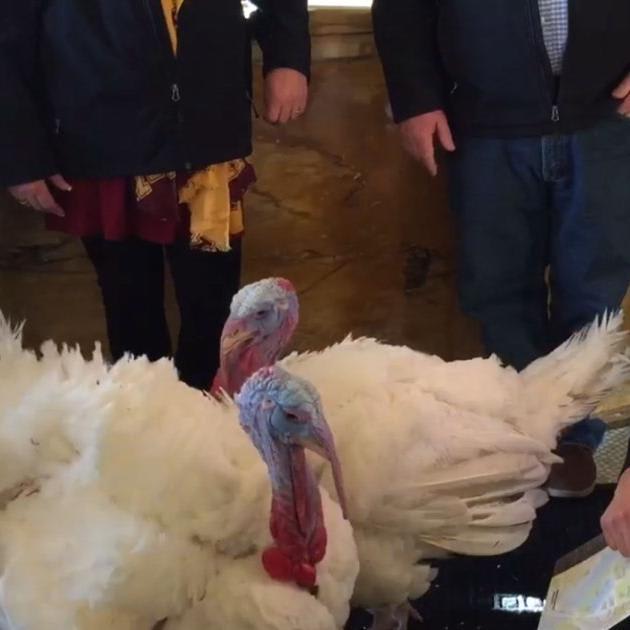 Lucky Birds: Thanksgiving Turkeys Enjoy Spa Treatments and Gourmet Meals Before White House Pardon