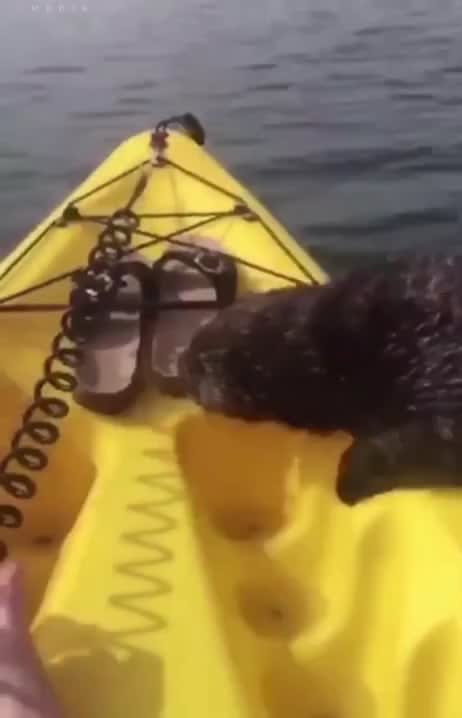 Sea otter makes itself comfortable with a kayaker