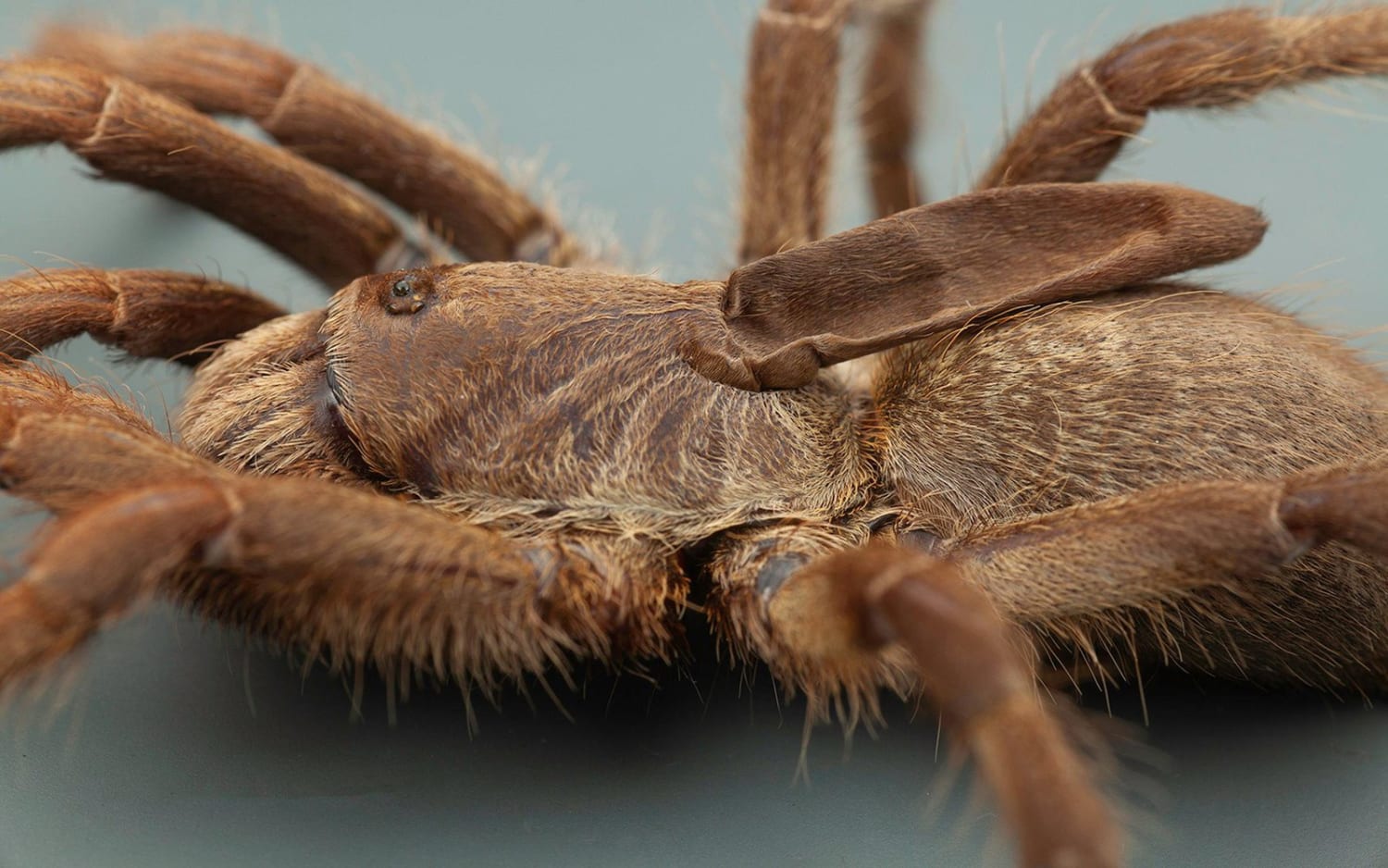 This Tarantula Species Has a Weird, Deflated Horn on Its Back