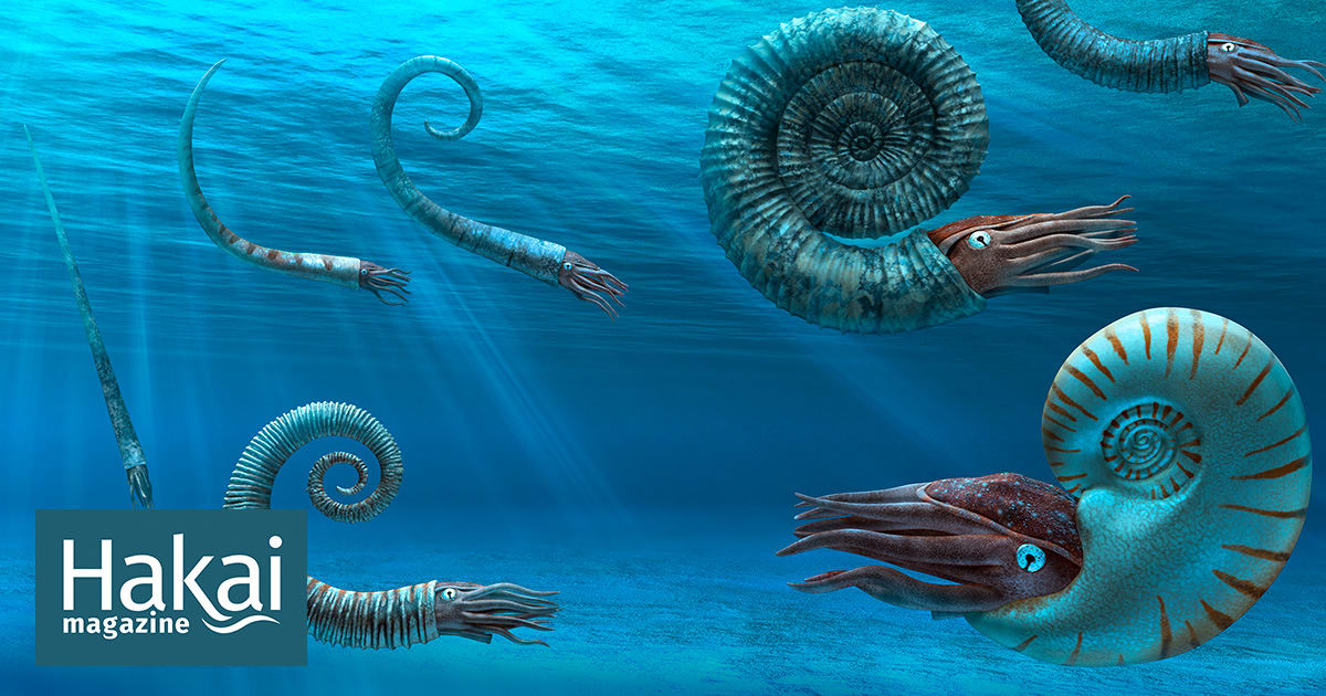 Where Have All the Ammonites Gone?