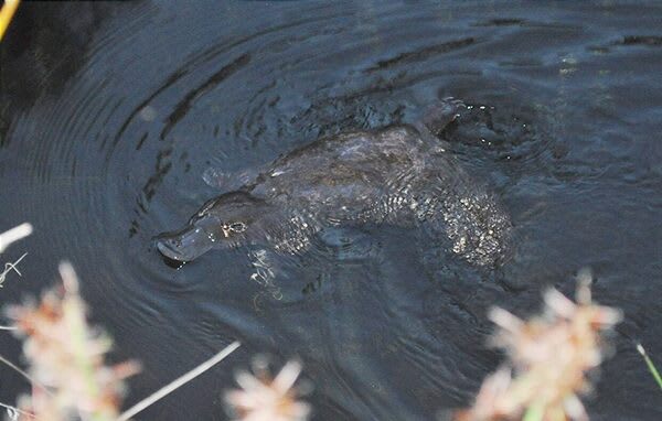 The Quiet Disappearance of Australia's Urban Platypuses