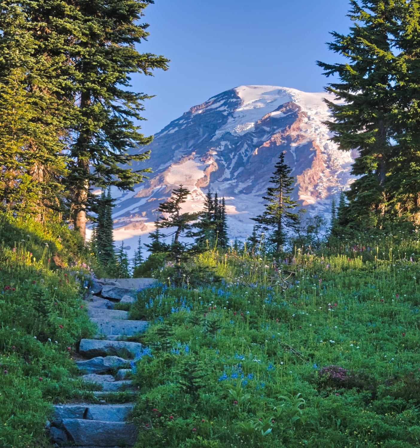 Mt Rainier peaks out above the trail on a summer sunrise hike. Hoping the national parks will be able to fully open to enjoy this next year.
