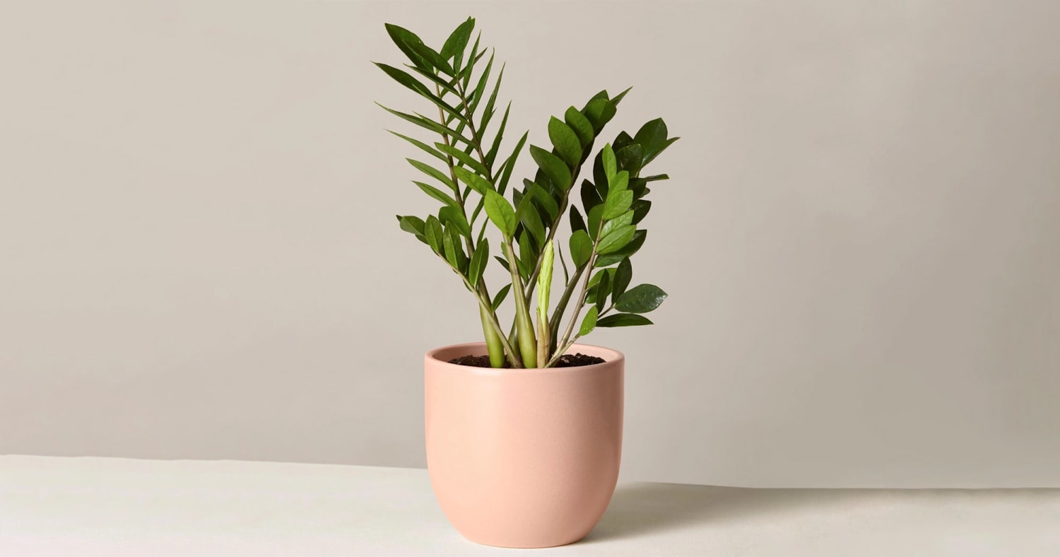 9 Friendly Plants That Will Upgrade Your Dorm Room