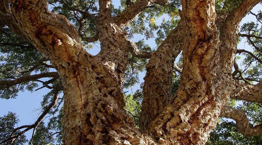 Cork Oak Tree (Quercus suber), The Famous