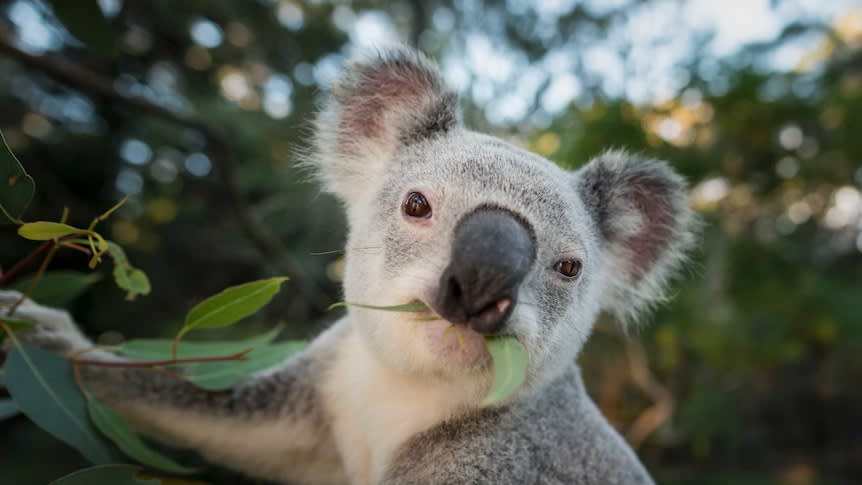 Is your fence stopping koalas find food, friends and contributing to their decline?