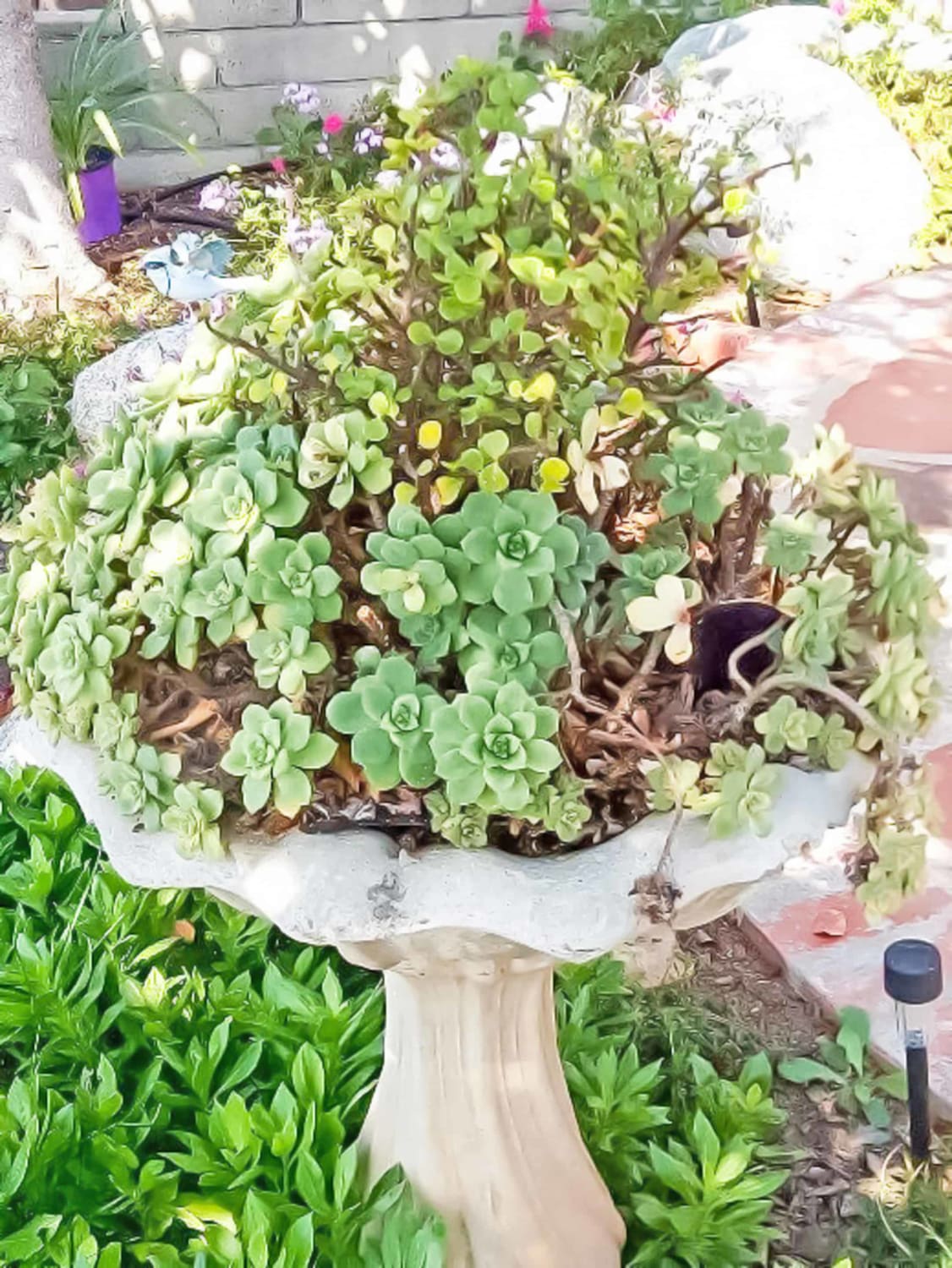 Succulent Bird Bath made with an old birdbath. Learn all the tips and tricks to keep your succulents happy.