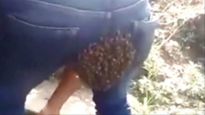 Man Gets Entire Swarm Of Bees Stuck To His Bum