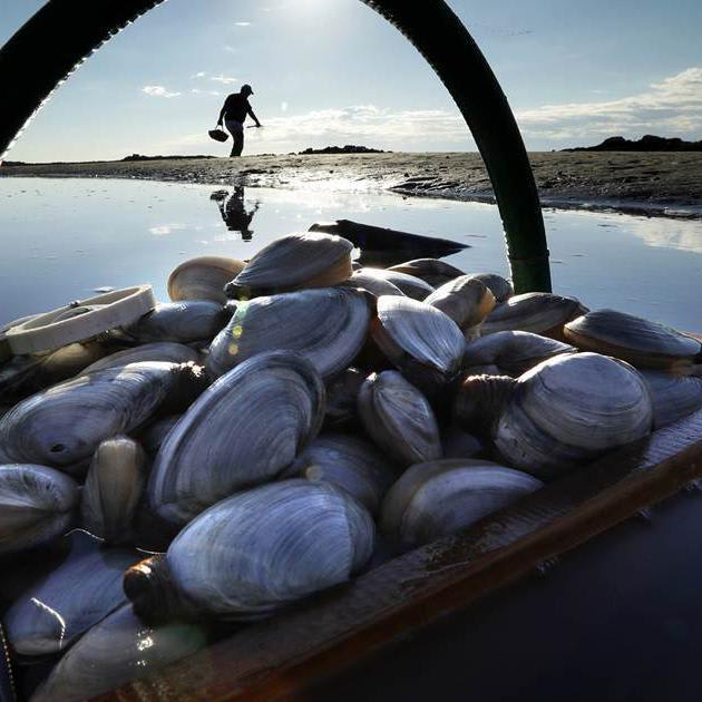 Climate change, not overfishing, is devastating shellfish environments