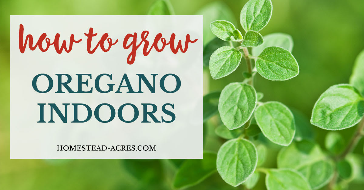 How To Grow Oregano Indoors - Homestead Acres
