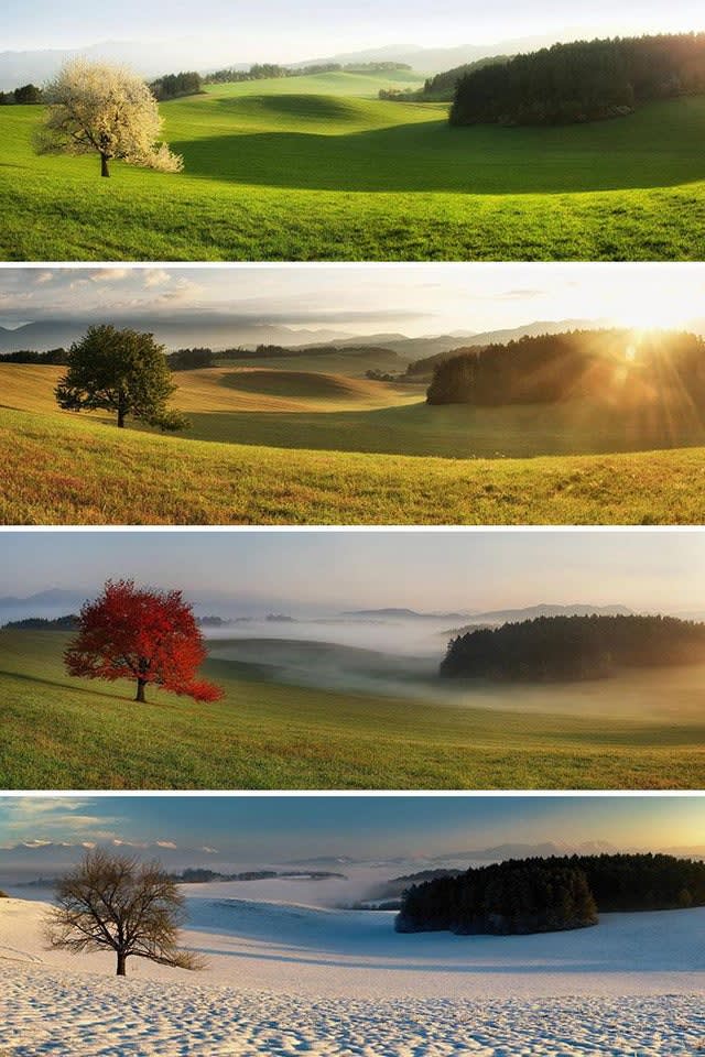 Same tree in different seasons.