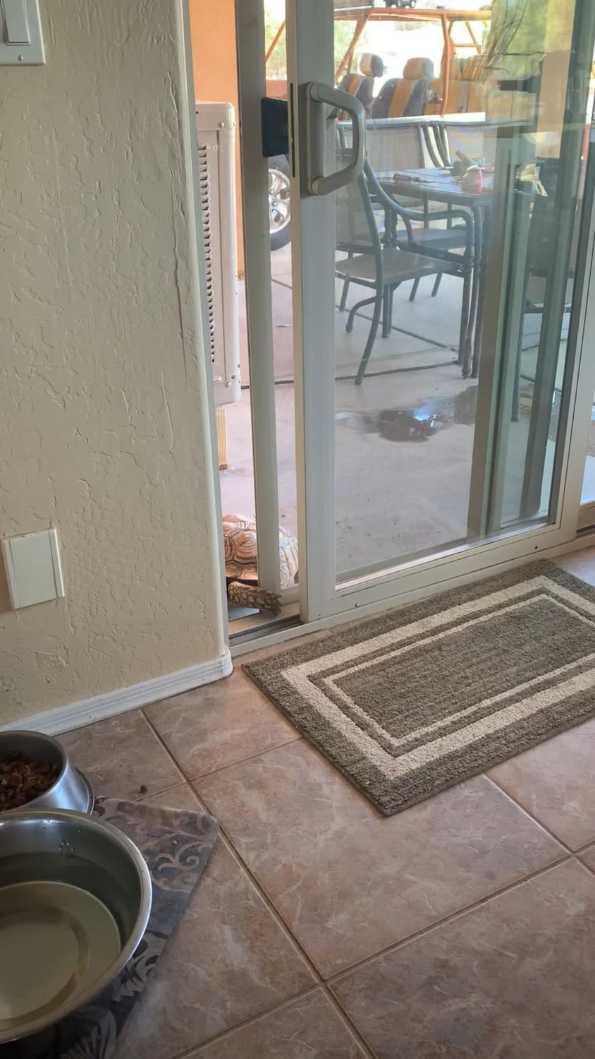 Finally figured out how my tortoise was getting into the house all by himself!