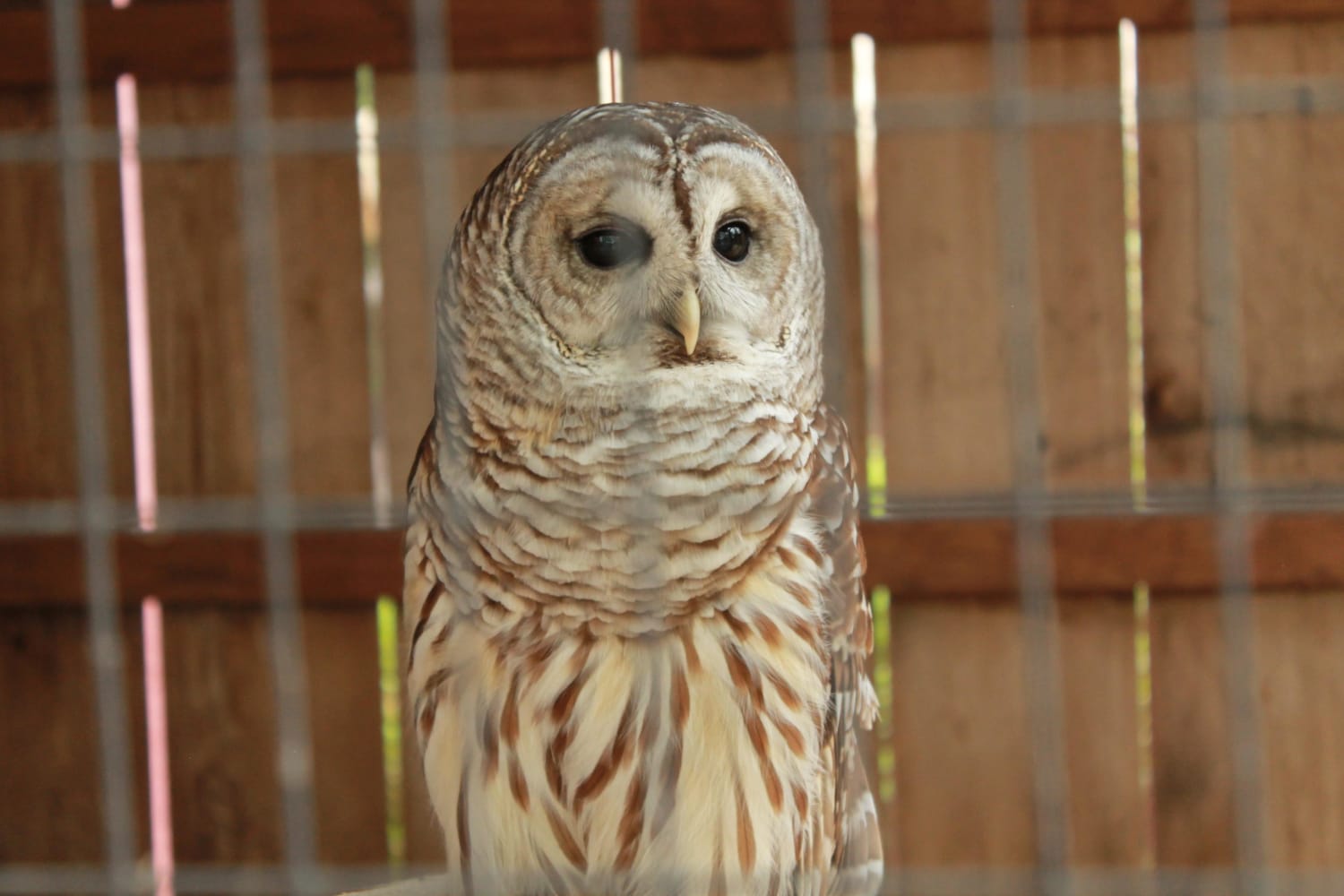 I was practicing photography today and got a nice picture of a Barred Owl.