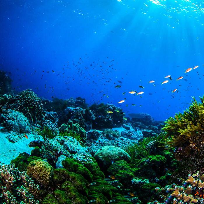 Scientists may have figured out how to save coral reefs