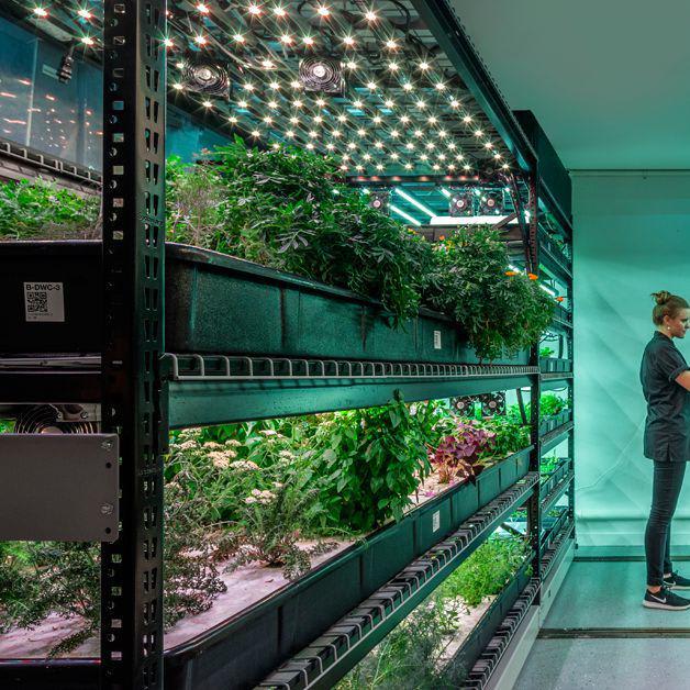 Is Vertical Farming the Future of Your Salad?
