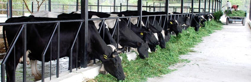 How To Start a Dairy Farm Business?