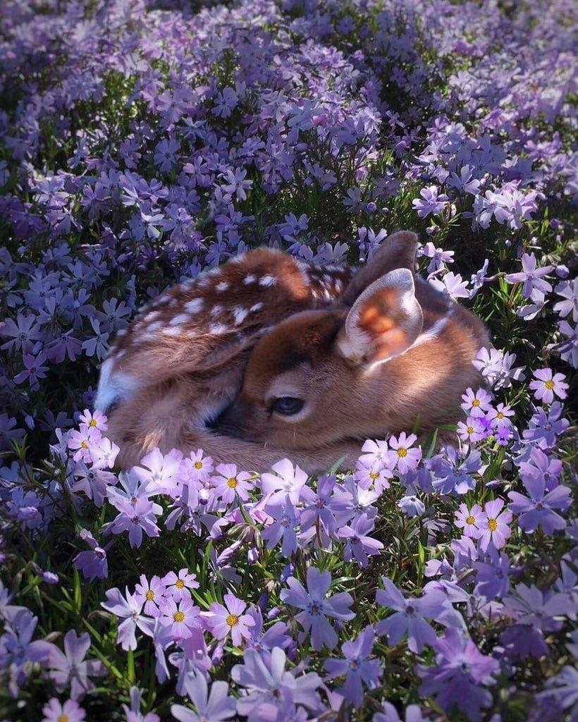 A Fawn resting on a field of flowers.