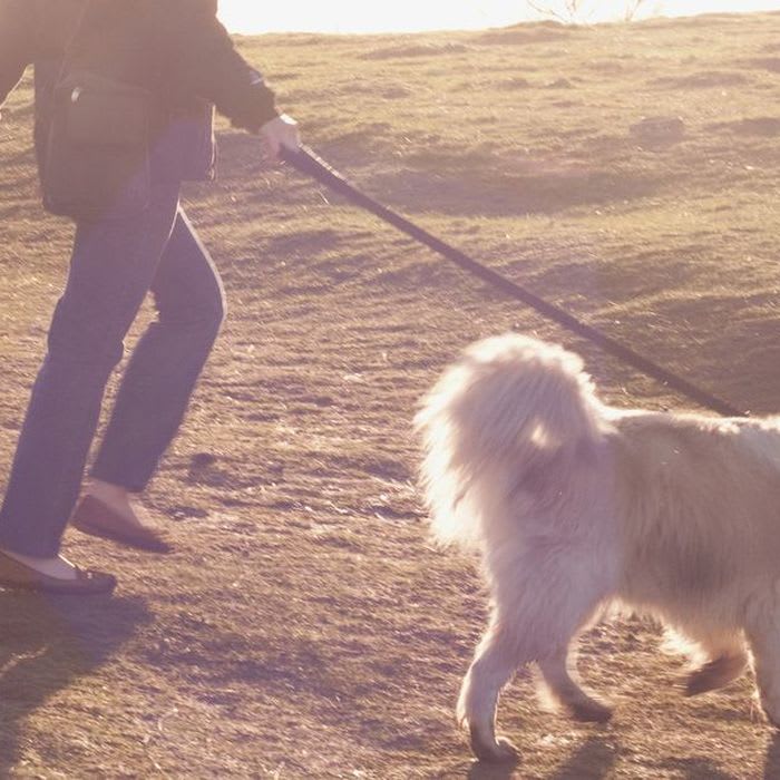 Dog owners urged to rethink their walking habits after sad truths emerge in new study