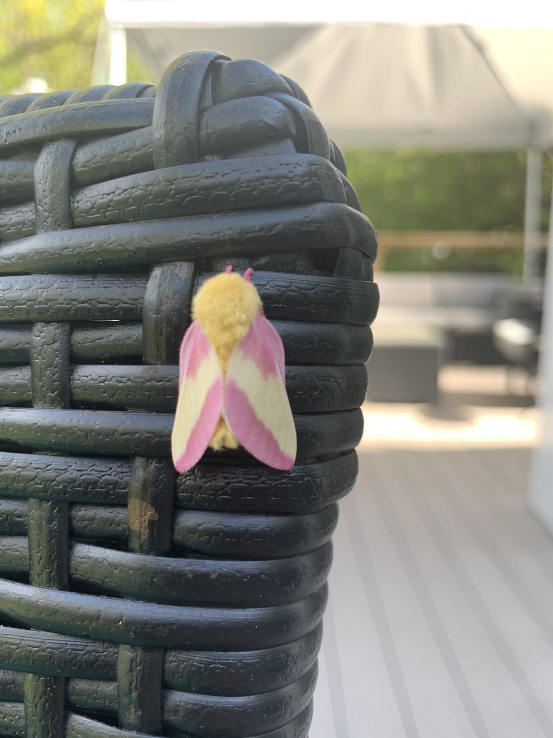 This is a Rose Maple moth, a species of silk moth (Credit: Rebecca Lavoie)