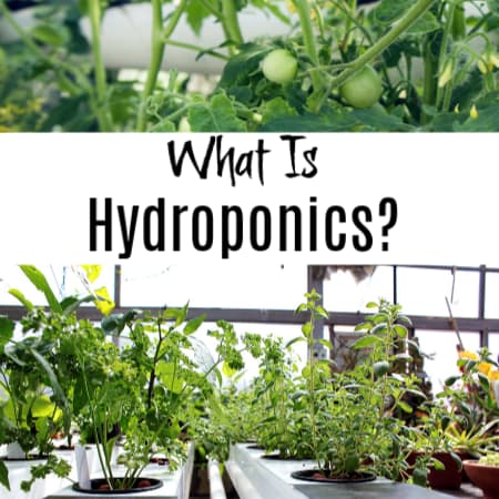 What is Hydroponics And How Does It Work?
