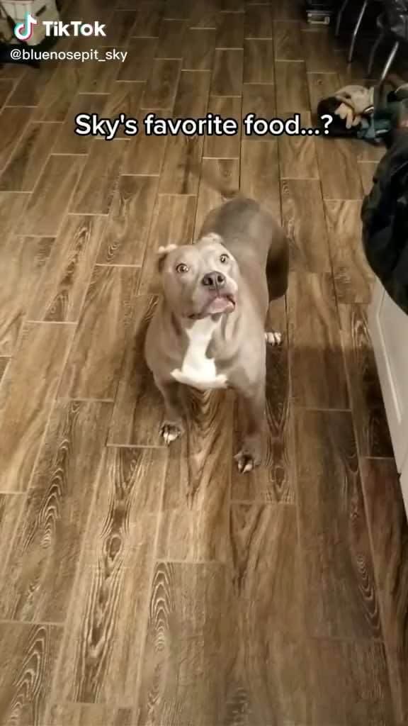 Dog getting excited about their favorite food (@bluenosepit_sky on TikTok)