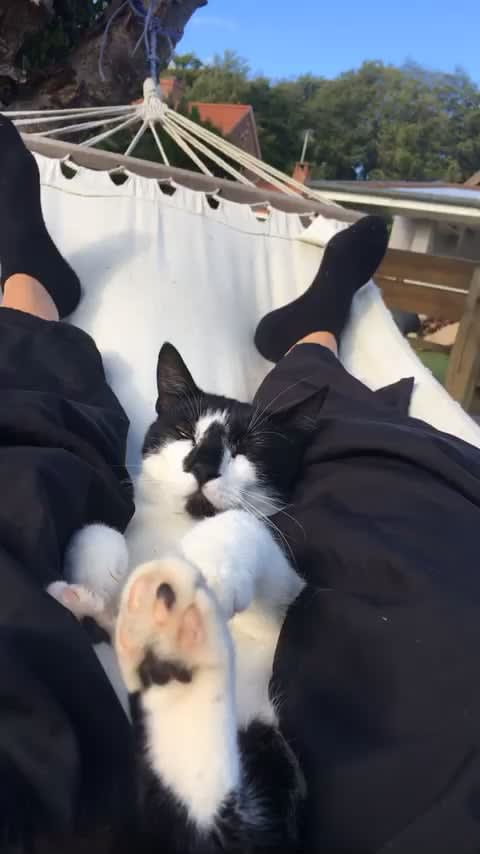 My cat Olsen and i vibing in the hammock today, he fell asleep