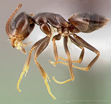 How To Get Rid of Odorous House Ants