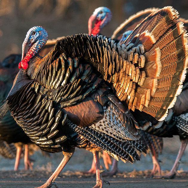 How Wild Turkeys Took Over New England