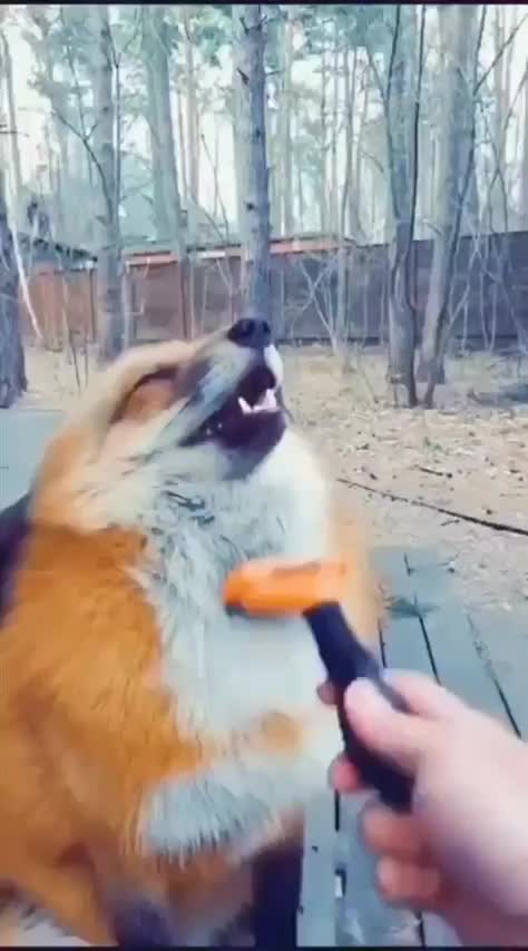 Fox gets brushed