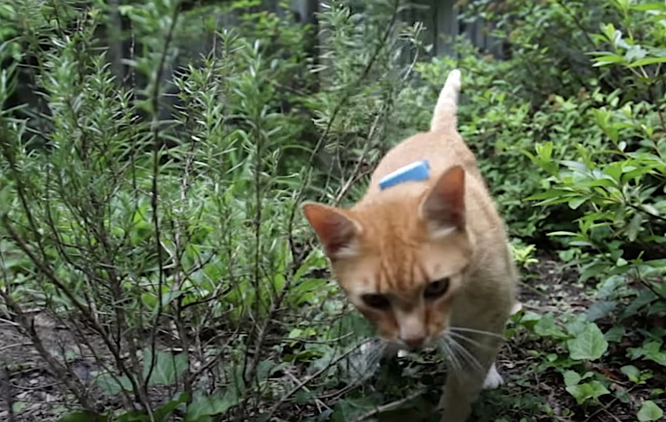 GPS Tracking Reveals the Secret Lives of Outdoor Cats