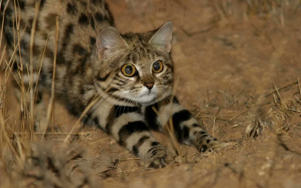 The Black footed cat africas smallest cat is also the deadliest cat