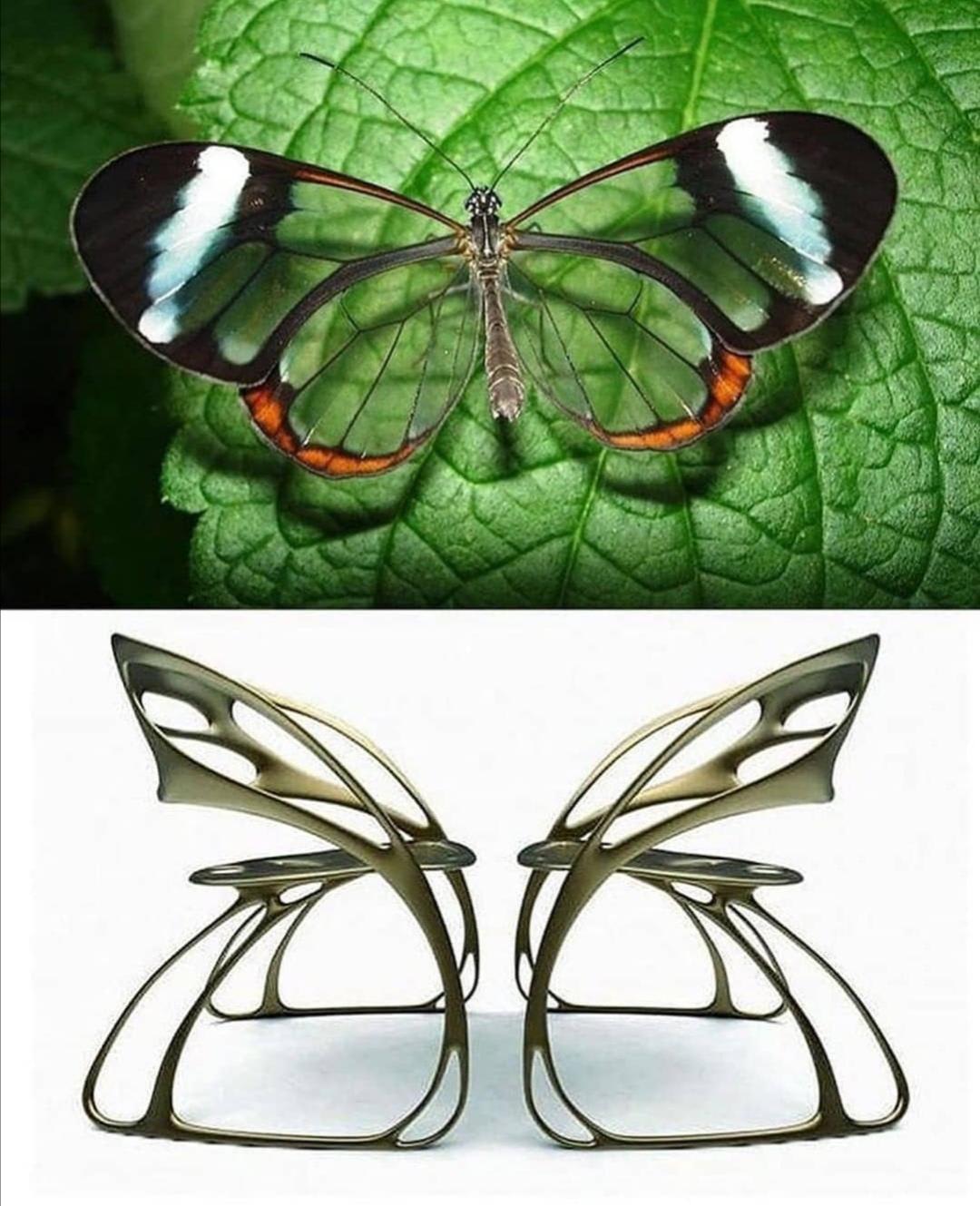 Butterfly chairs