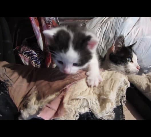 Cat Mom rescues and Help Her Kitten - Kitten Support Project