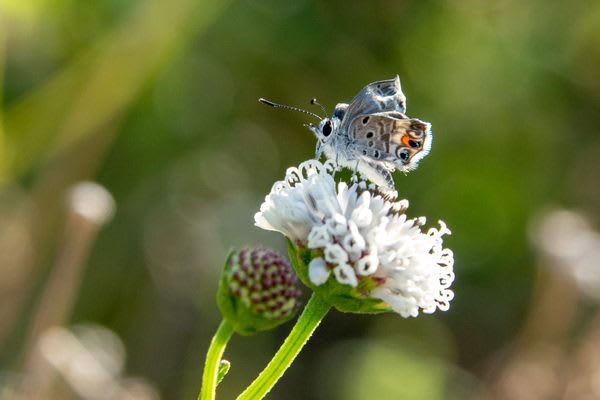 The Tiny Florida Butterfly That Refuses to Become Extinct