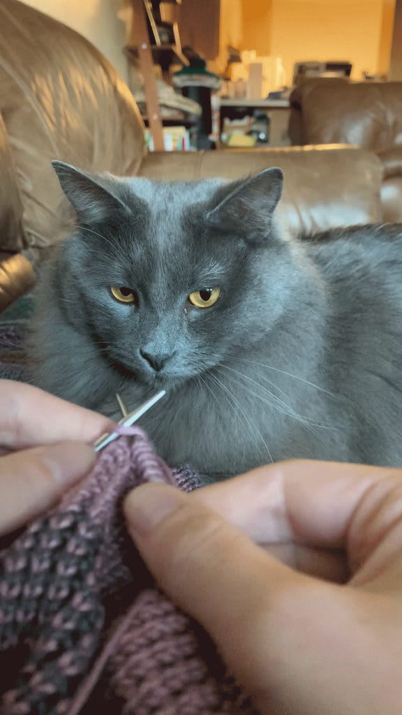 Apparently my cat loves to watch me knit