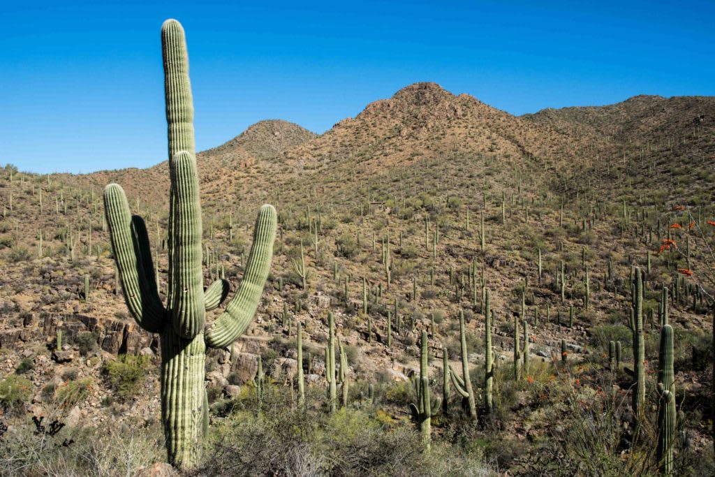 One Day at Saguaro National Park - the unending journey