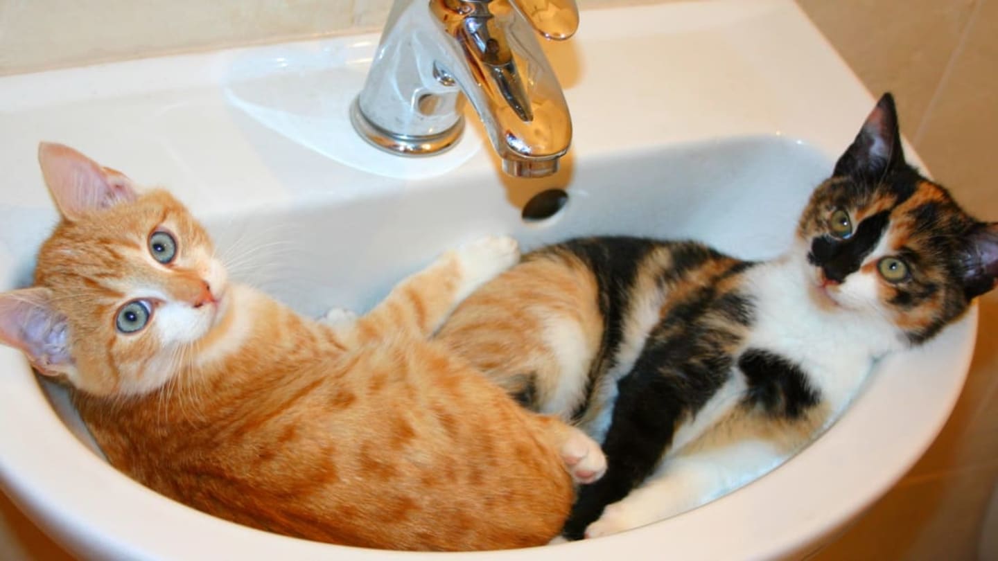 Why Do Cats Like to Chill Out in Sinks?