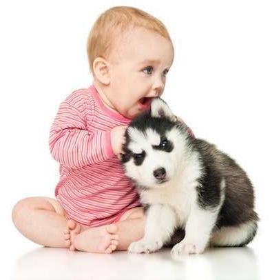 Why Do We Use the Same Voice to Talk to Babies and Dogs?