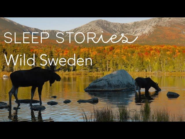 Calm Sleep Stories | Wild Sweden | Trailer