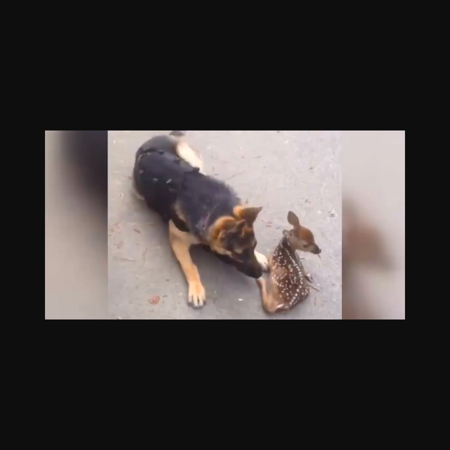 Fawn Comes Out Of The Woods And Befriends Police Dog »