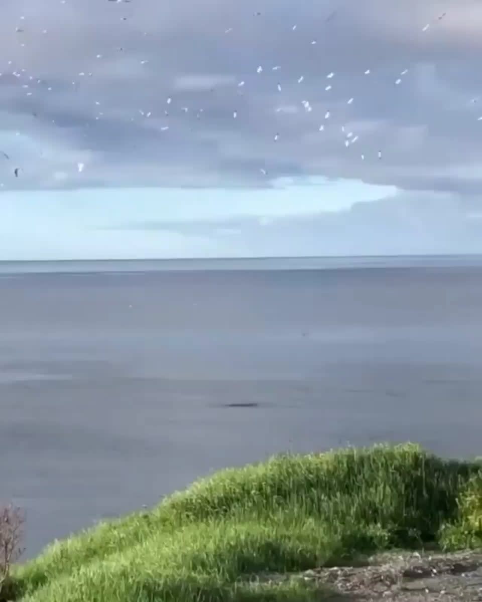 Gannets torpedoing in the ocean