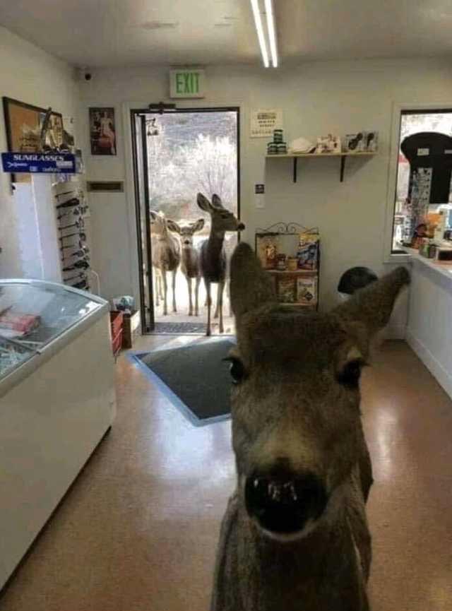 “On Wednesday, a deer walked into a store in Colorado. The shop owner gave her some cookies. After leaving the store, she returned after half an hour with her entire family.”