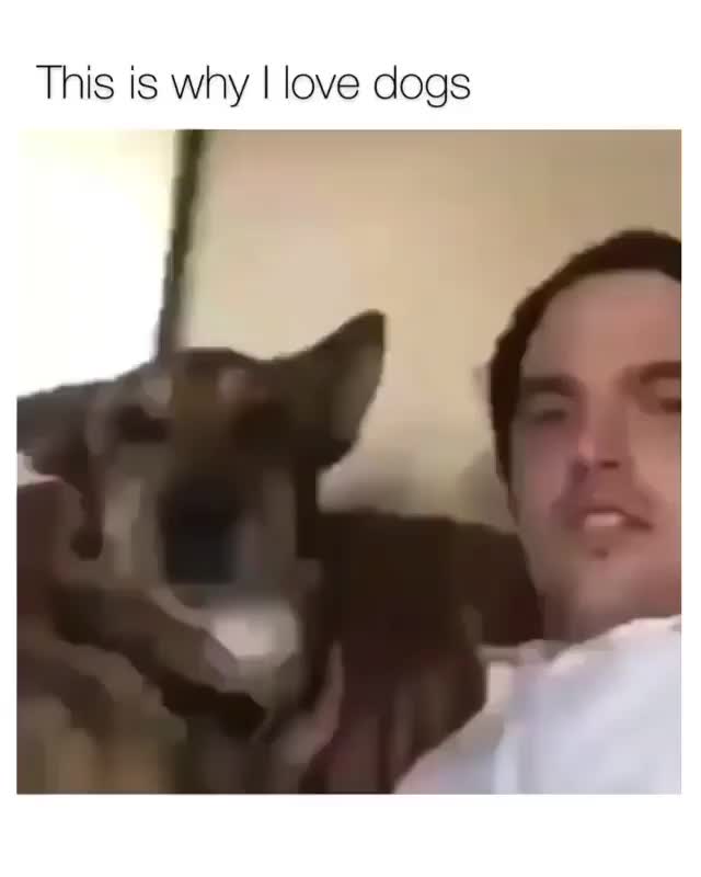 This is why I love dogs