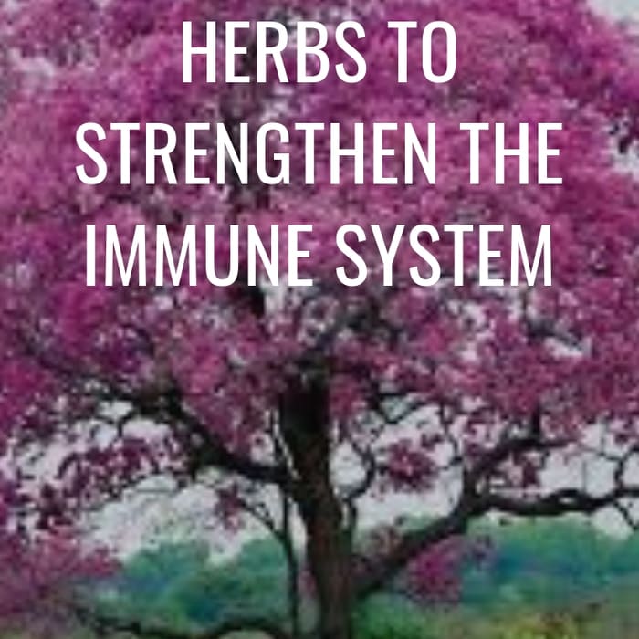Herbs To Strengthen The Immune System