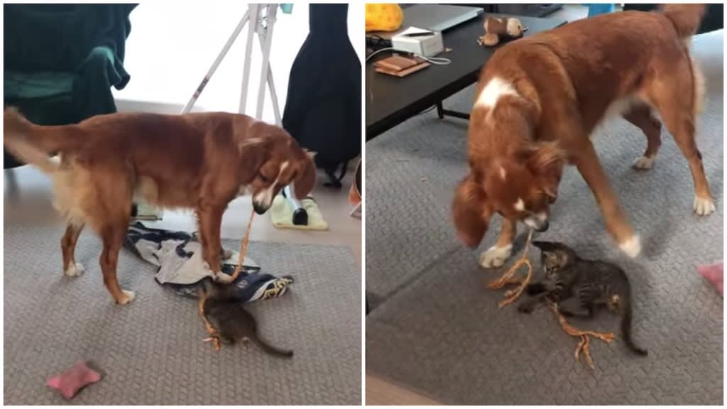 A Playful Dog Gently Drags Her Beloved Tug Rope Around the Room for a Visiting Kitten to Chase