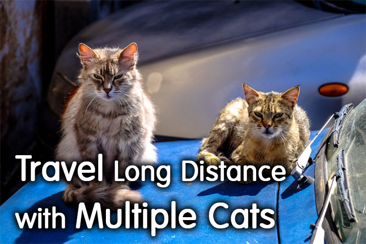 How To Travel Long Distance With Multiple Cats? Best Guide