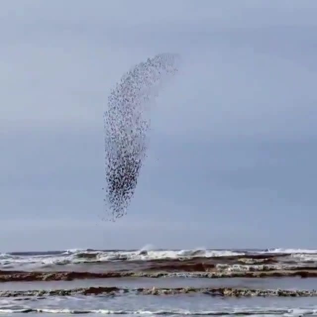 These hypnotic starlings getting so close to the waves