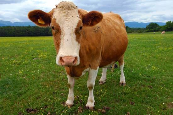 One-fourth of cow genome descendant from snakes and lizards, study shows