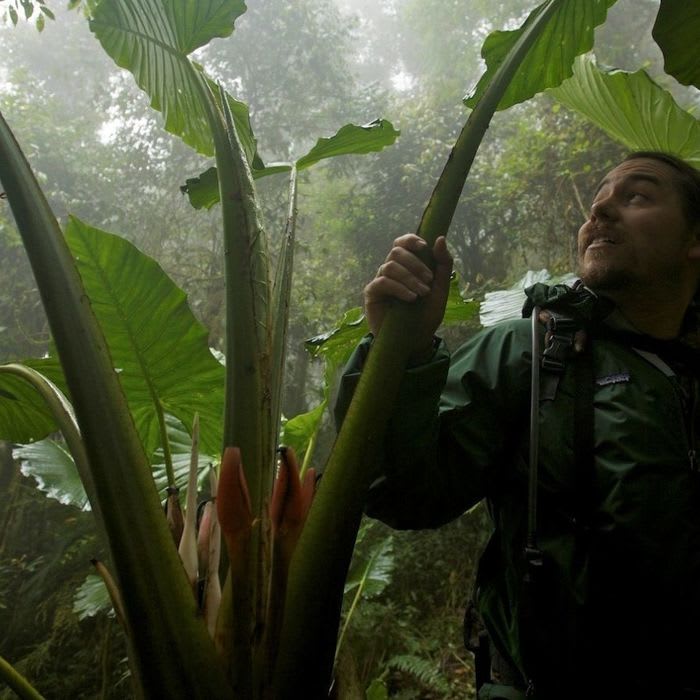 The 20-Year Quest to Track Down Every Bird-of-Paradise Species Before They Vanish